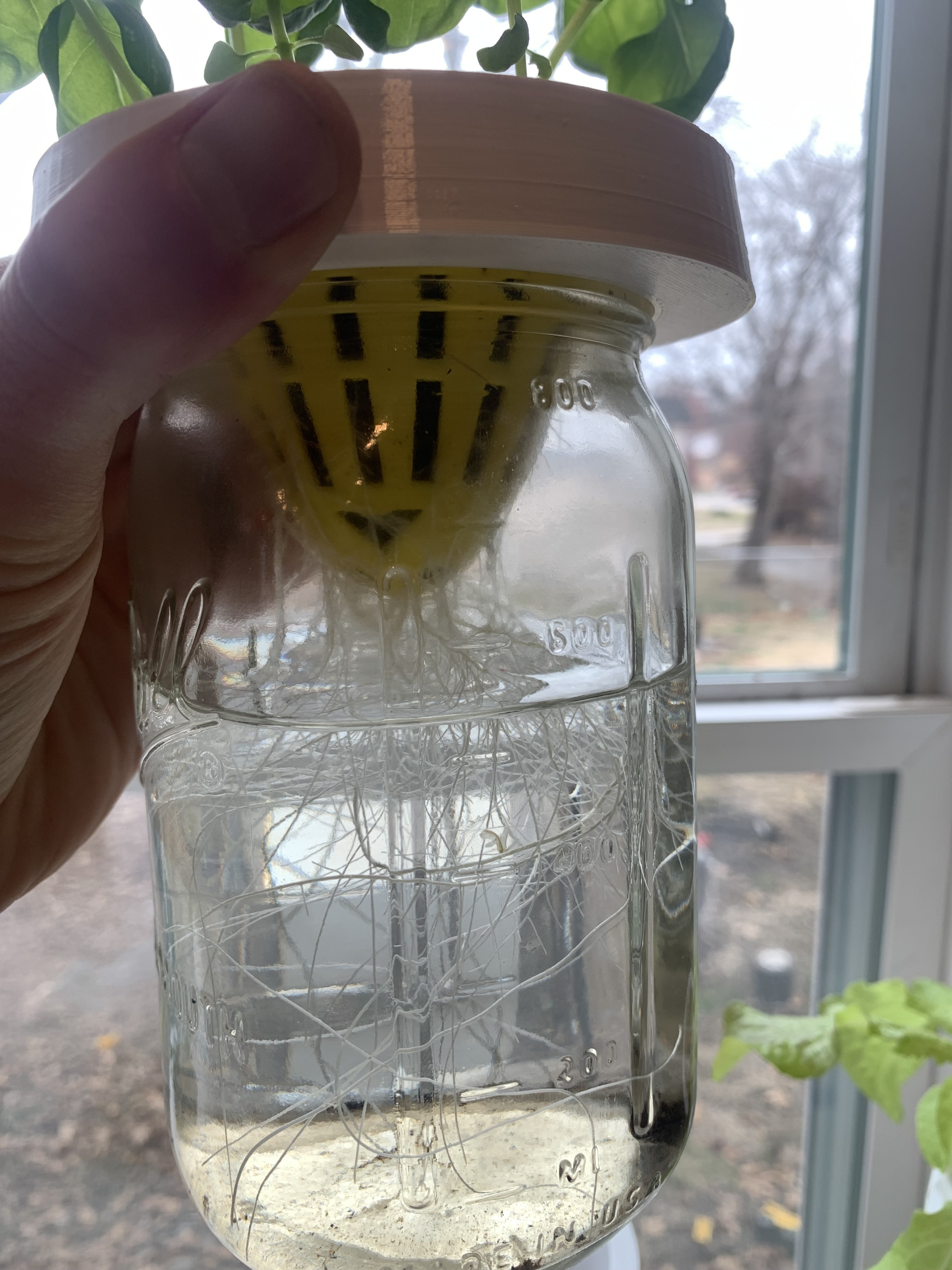 Hydroponic_Root_Growth