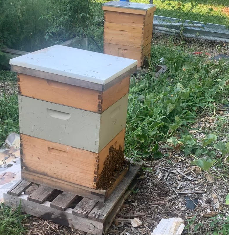 Picture of my two organic bee hives